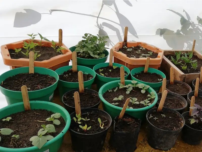 Viveros y reproducción - Proyecto de ecodiseño TerraNostra en Puebla