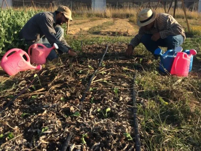Huerto regenerativo - Proyecto de ecodiseño TerraNostra en Puebla